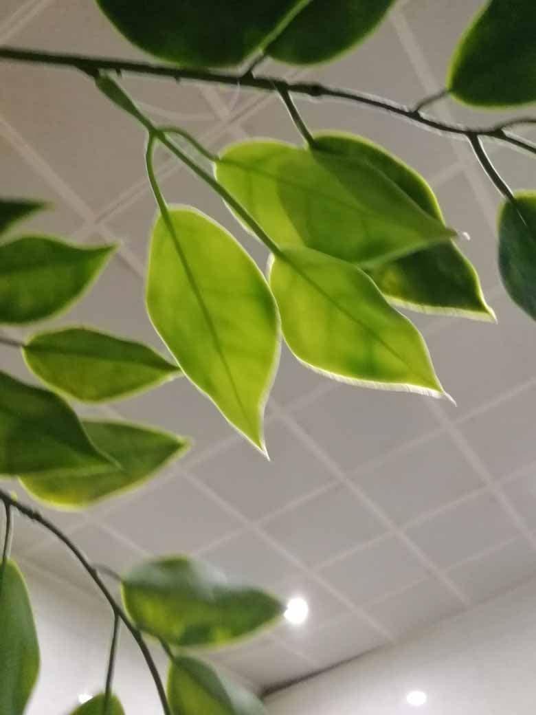 plastic ficus leaf for outdoors