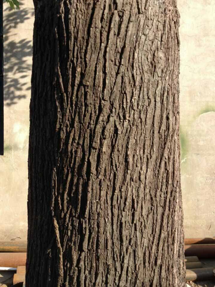 fiberglass trunk with PU barks