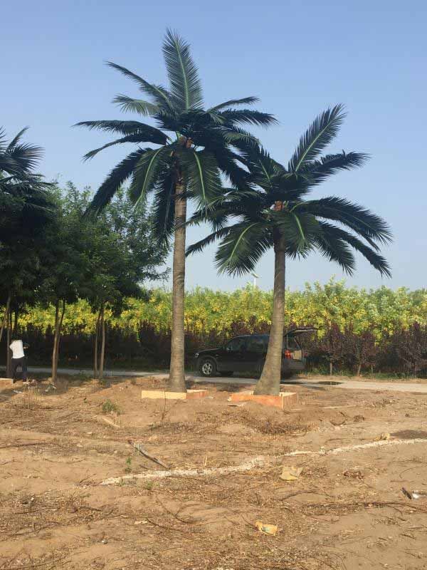 Two pcs of outdoor artificial coconut palm as a group