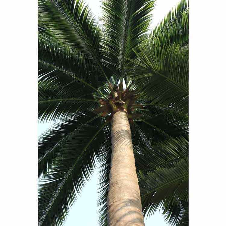 Artificial Coconut Tree