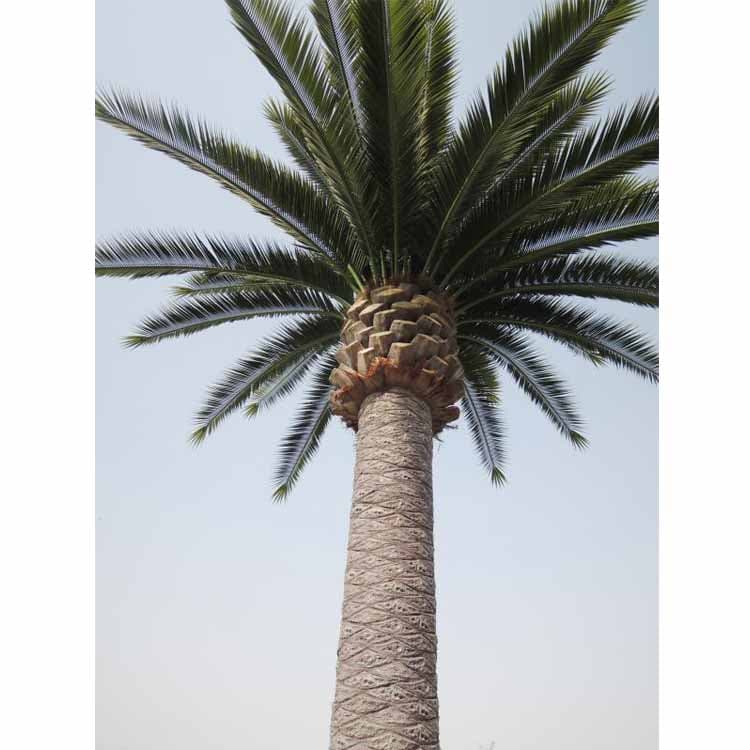 Artificial Date Palm