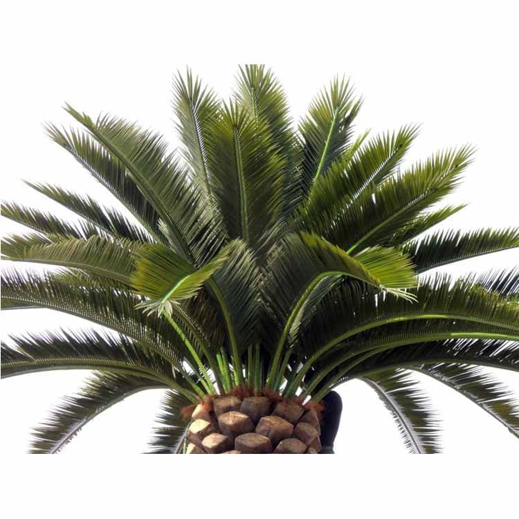 Artificial Date Palm