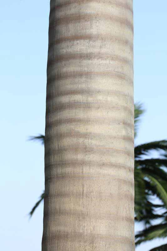 Artificial coconut Trunk