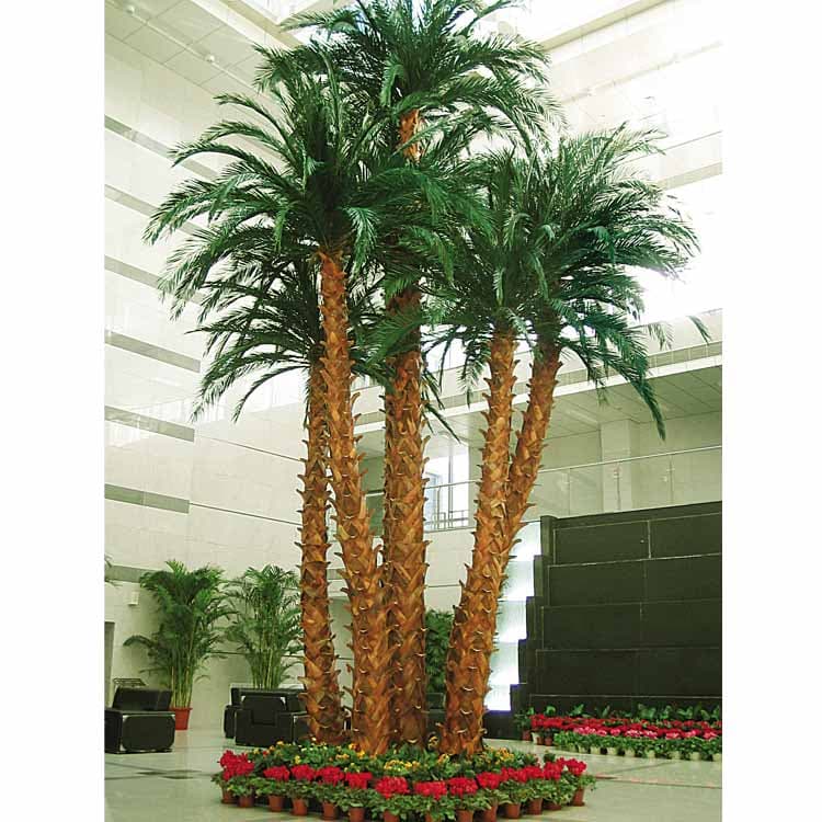 Preserved Date Palm