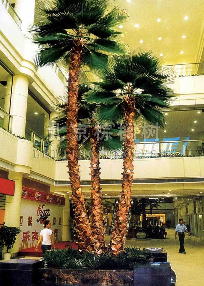 Three pcs as a group of preserved Washington palm,make yr hotel grand
