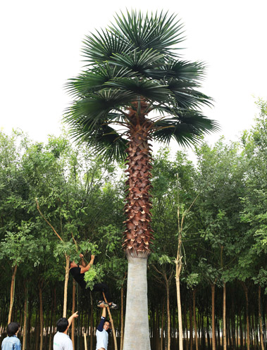 Artificial Washington Palm Tree