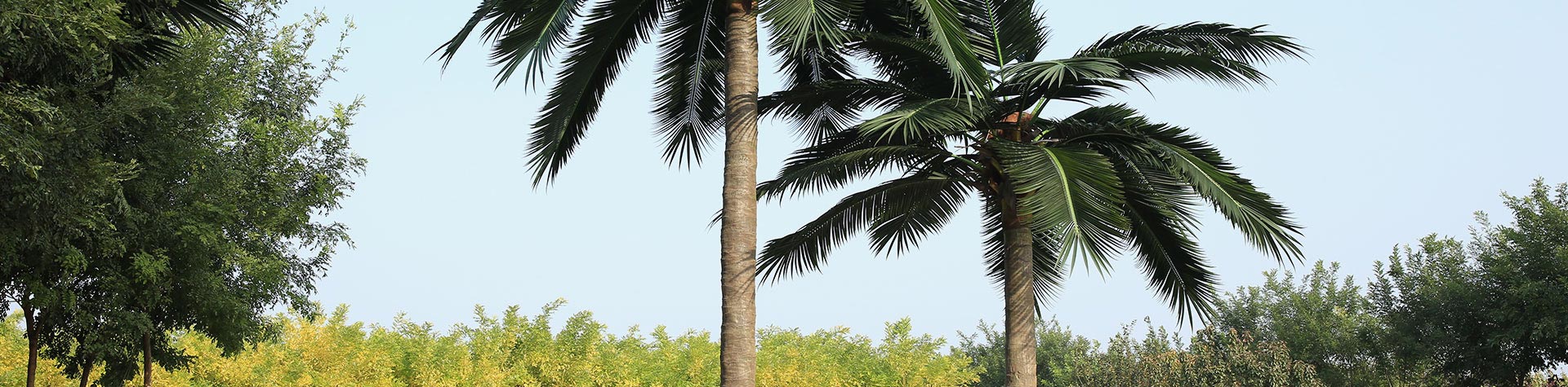 artificial fake plant and trees