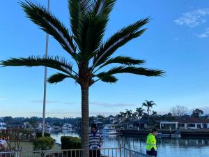 Artificial Coconut Tree in Sylvania Waters Sydney Australia